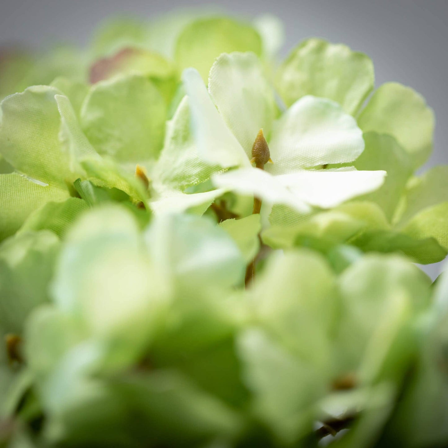 Blooming Green Hydrangea
