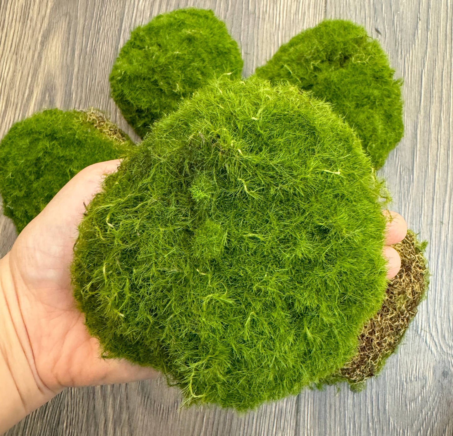 Pack of 6-Large Lifelike Mixed Sizes Artificial Moss Ball