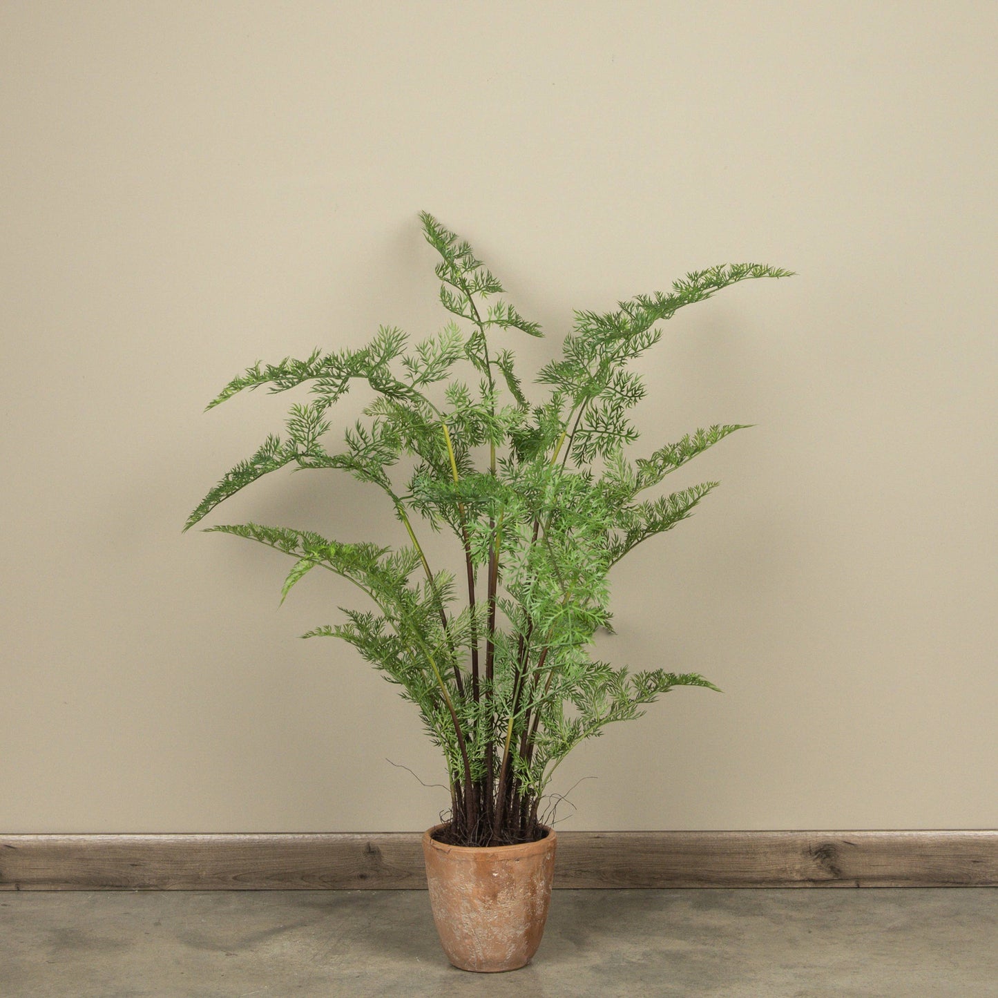3.5' POTTED FOREST FERN