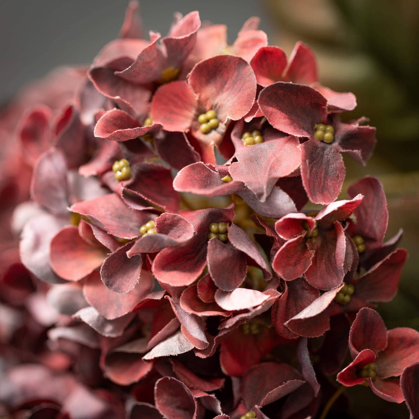 Hydrangea Bush