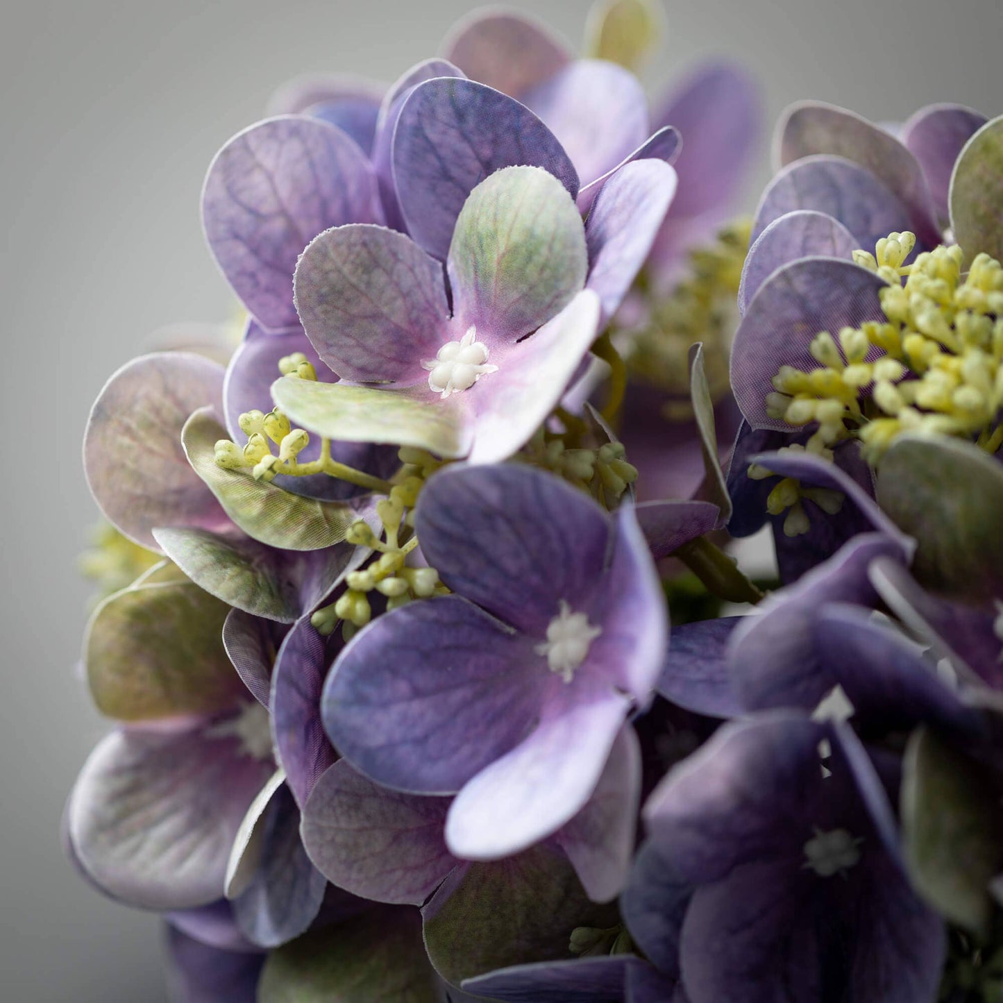 LAVENDER HYDRANGEA BUSH