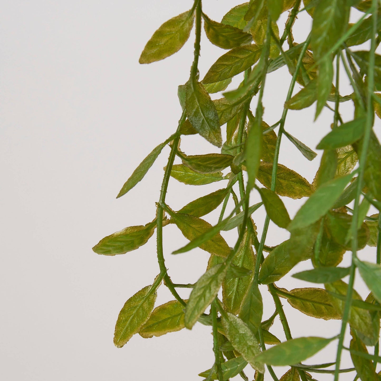 Ruscus Vine Floral Pick