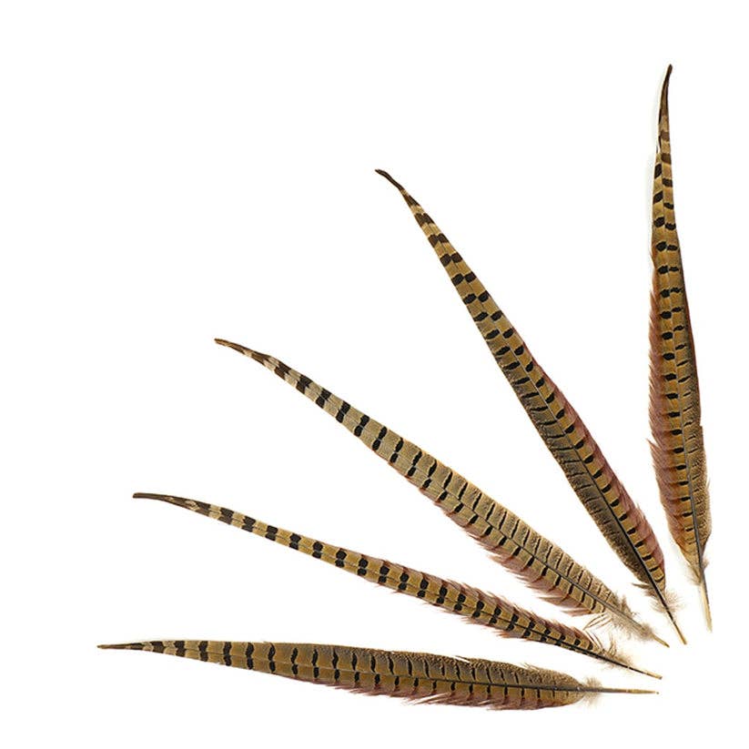 10 PC/PKG Ringneck Pheasant Tails 16-18" - Natural