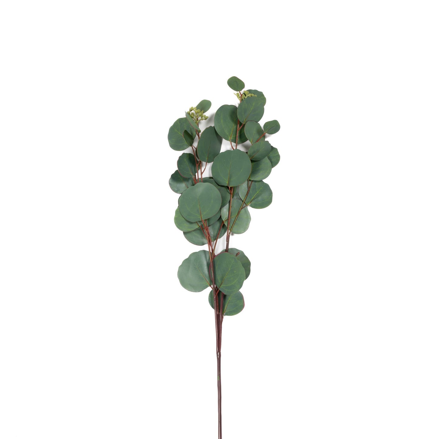 Silver Dollar Seeded Eucalyptus Stem - 31 Inch