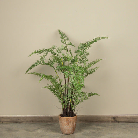 3.5' POTTED FOREST FERN