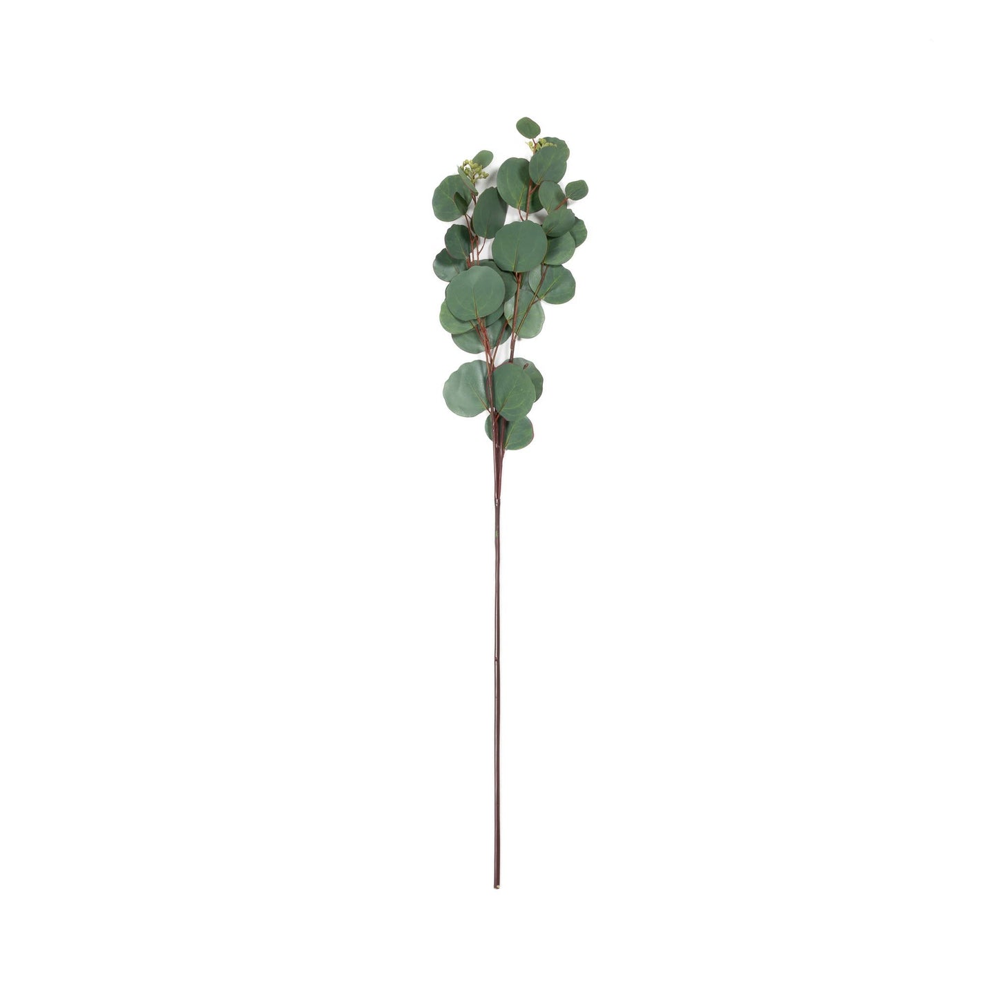 Silver Dollar Seeded Eucalyptus Stem - 31 Inch
