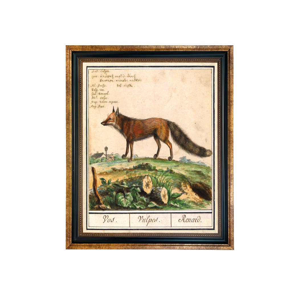 Vintage Fox Illustration Framed Print Behind Glass: 8" x 10"