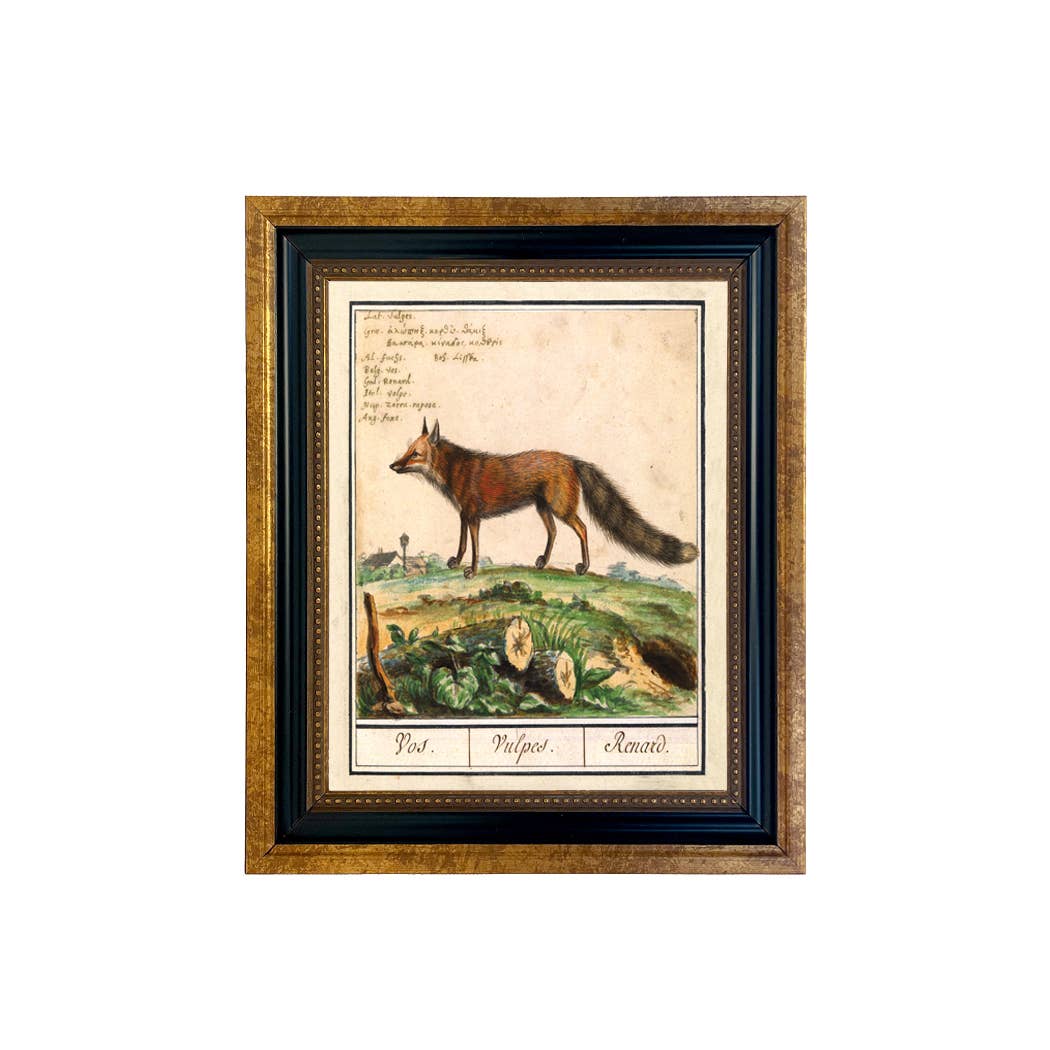 Vintage Fox Illustration Framed Print Behind Glass: 8" x 10"
