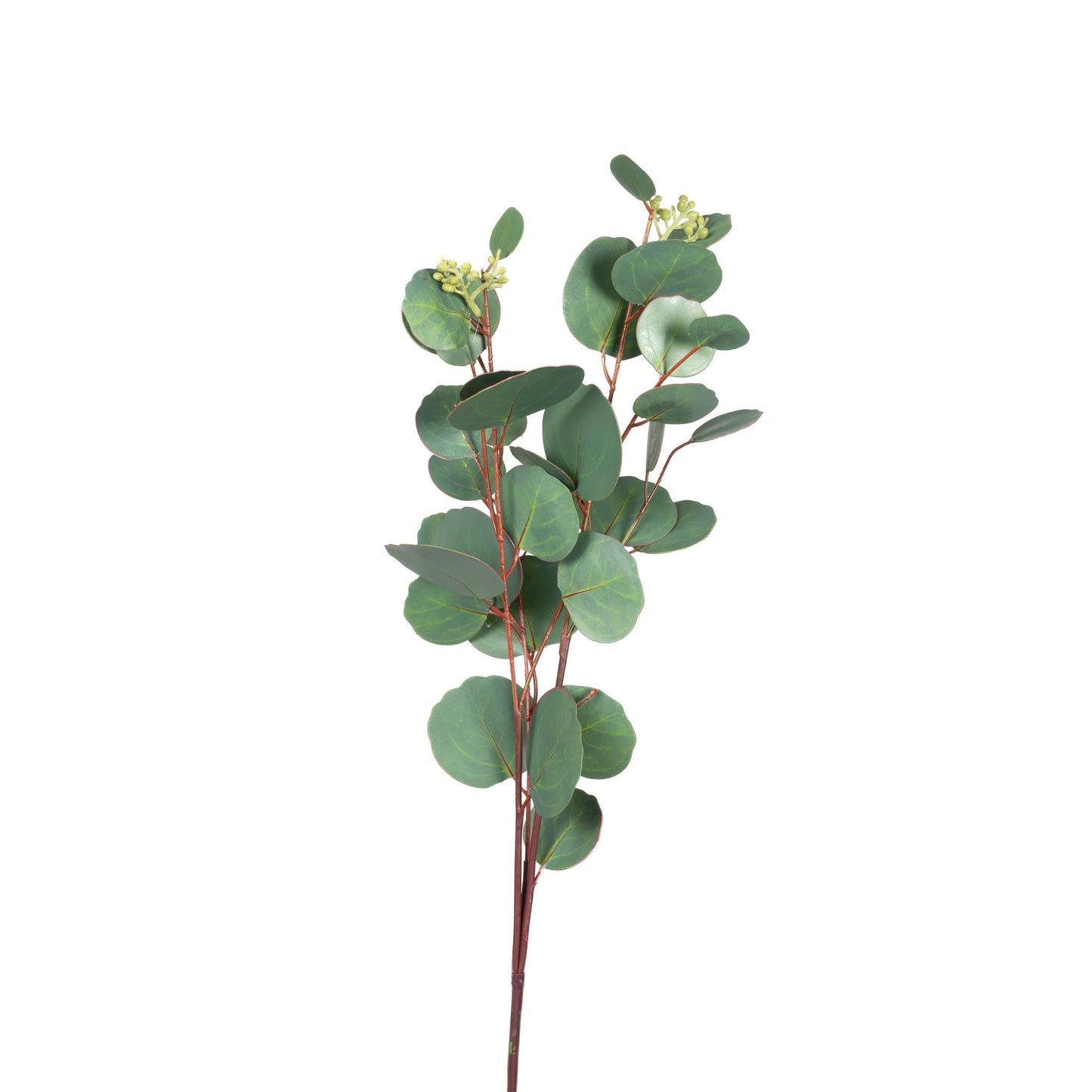 Silver Dollar Seeded Eucalyptus Stem - 31 Inch