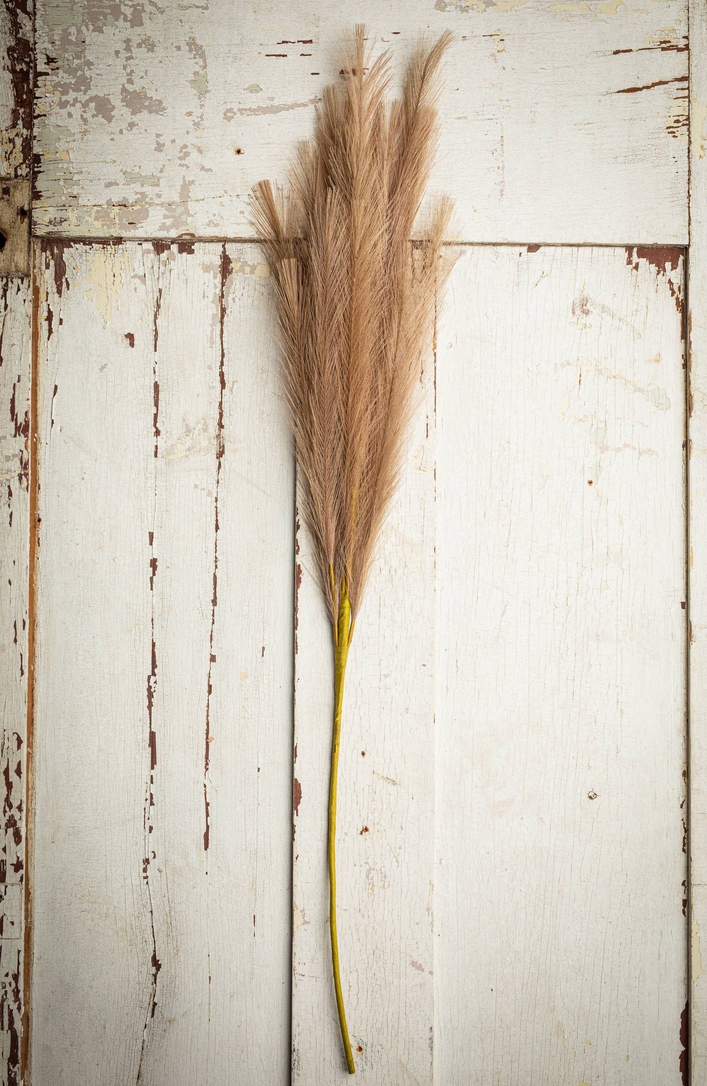 Fluffy Pampas Grass, Large, 32In, Brown