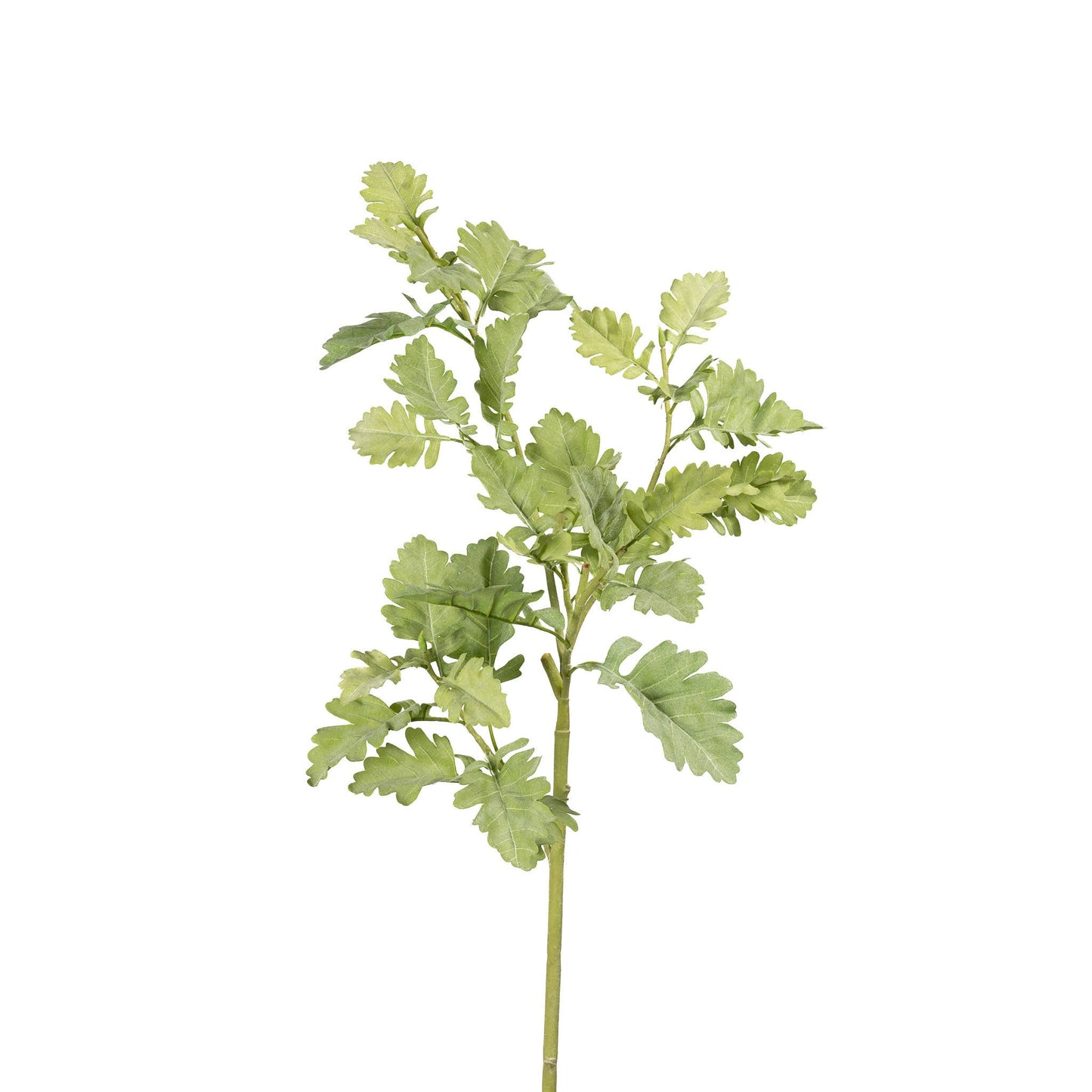 Natural Dusty Miller Branch - 40 Inch