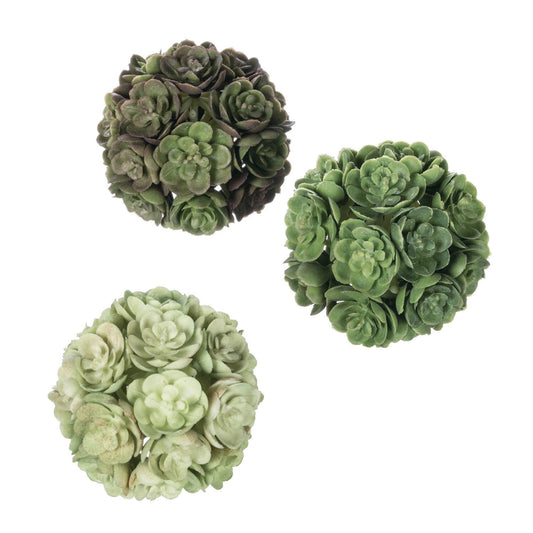 Echeveria Box 3 Orb